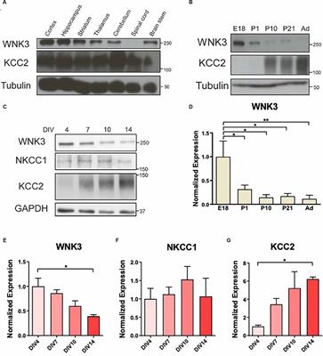 WNK3 Maintains the GABAergic Inhibitory Tone, Synaptic Excitation and Neuronal Excitability via Regulation of KCC2 Cotransporter in Mature Neurons